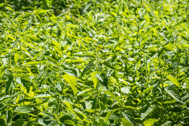 荨麻(Urtica dioica)长着绿叶，生长在天然的灌木丛中。药用野生植物荨麻。长着蓬松绿叶的荨麻草。图片下载