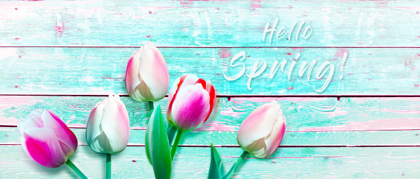 美丽的郁金香。春季自然背景的网页横幅和卡片设计。图片下载