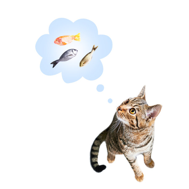 猫抬头看鱼猫在想或梦到吃鱼饥饿的猫图片下载