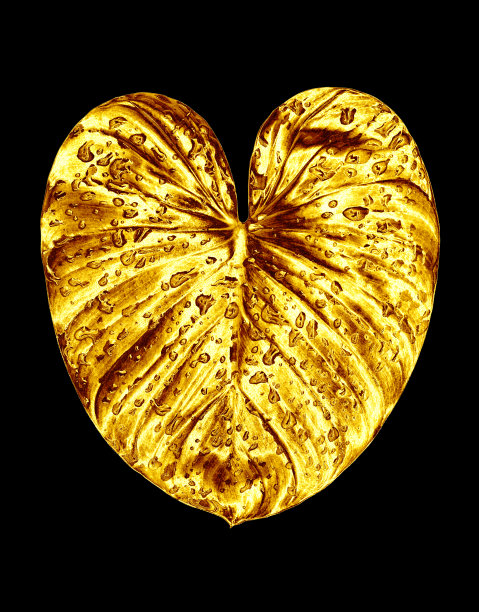 金色叶子，水滴黑色背景孤立特写，金色叶子，黄色金属叶子，花瓣插图，装饰植物设计元素，花枝图案，漂亮的复古装饰图片下载