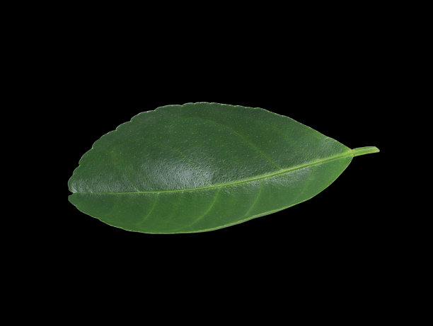 单片柠檬叶图片下载