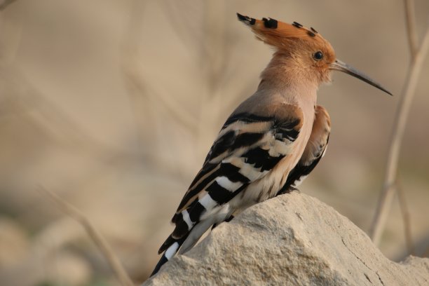 呼啦鸟(呼啦科)是五颜六色的鸟图片下载