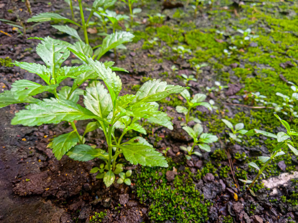 岩石地面上野生植物的特写照片图片下载