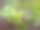 岩石地面上野生植物的特写照片图片下载