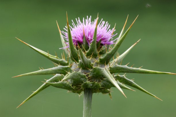 带花的牛奶蓟(水飞蓟)，苏格兰蓟，玛丽安蓟图片下载