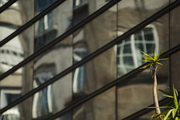 一棵小棕榈树，背景是一座未来主义建筑，镜面反射扭曲图片下载