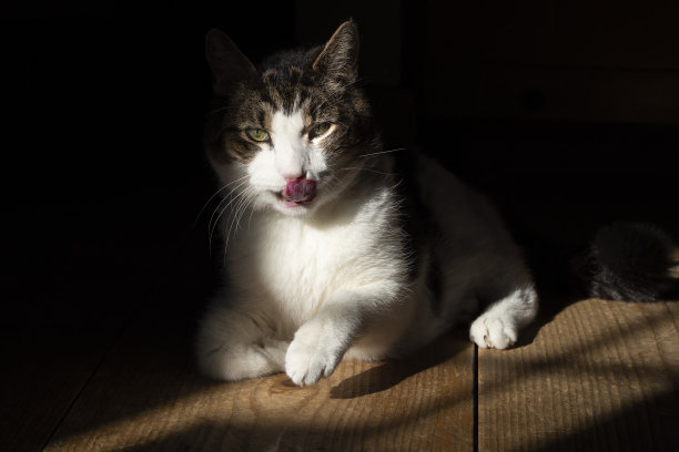 猫伸出舌头，坐在太阳黑子上图片下载