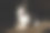 猫伸出舌头，坐在太阳黑子上图片下载