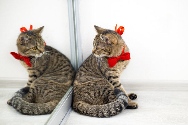 带着红色蝴蝶结的虎斑猫凯蒂在地板上的镜子前玩耍图片下载