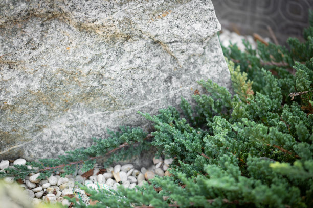 背景图片是一个有石头和绿叶植物的小花园。现在很流行在家里装饰图片下载