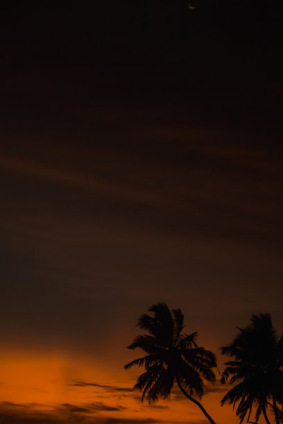 热带自然景观，棕榈树在日落的背景，惊人的热带风景，黑暗的天空。暑假和旅游假期的概念。梦幻般的日出度假设计。复制文本空格图片下载