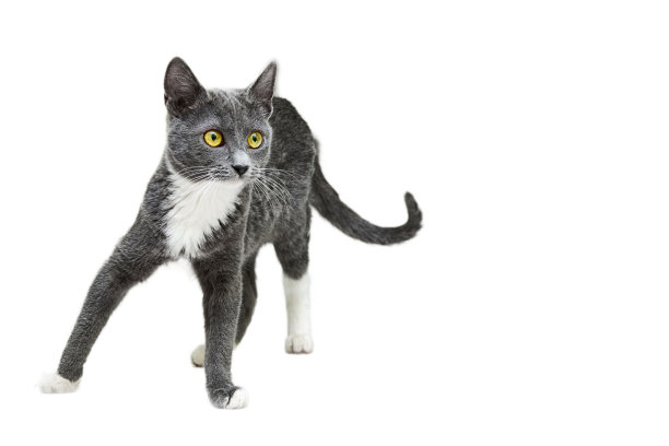 灰色的小猫想玩。白色背景绝缘图片下载