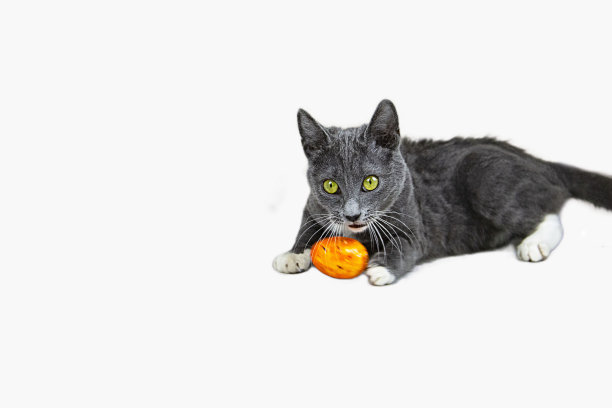 一只灰色的小猫咪正在玩玩具。白色背景隔离图片下载