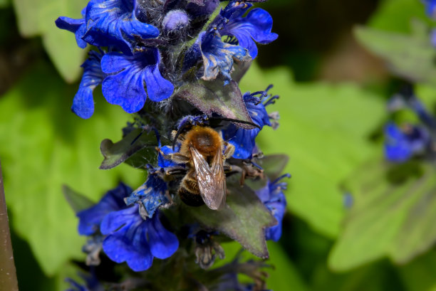 Honey bee collecting pollen on Ájuga genevénsis图片下载