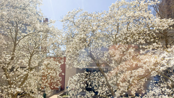 在照片中，春天的花朵从树上盛开，象征着生命、成长和美丽的更新。它们代表着希望、欢乐和新的开始图片下载