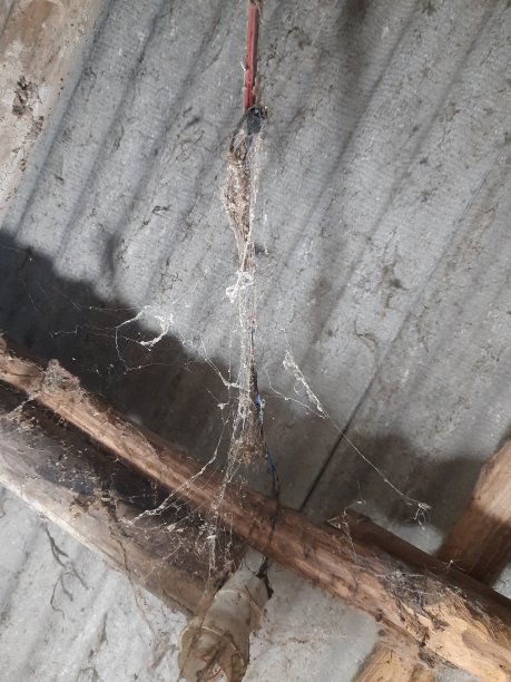 布满蛛网的电线图片下载