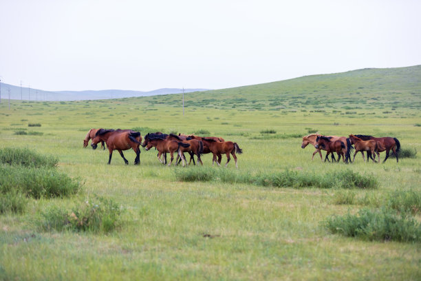 草原上的马图片下载