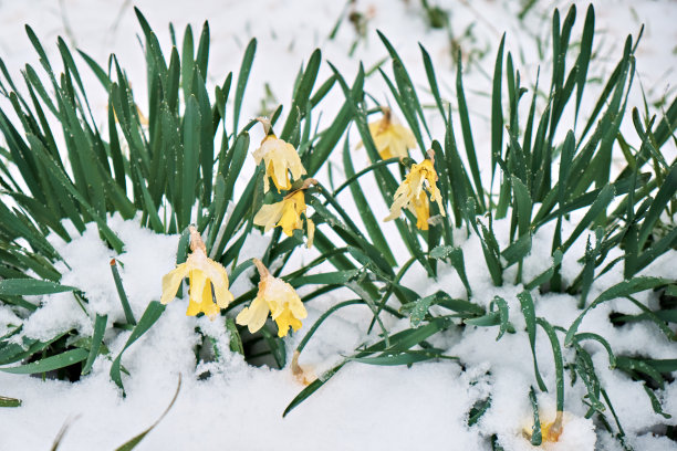 春天，意外降温。雪落在盛开的水仙花上。近距离图片下载