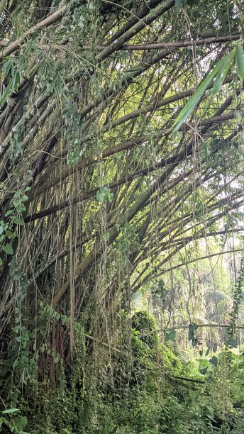 一束生长在亚洲凉爽热带森林里的竹子的美丽景色图片下载