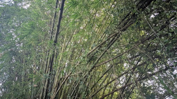一束生长在亚洲凉爽热带森林里的竹子的美丽景色图片下载