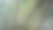 一束生长在亚洲凉爽热带森林里的竹子的美丽景色图片下载