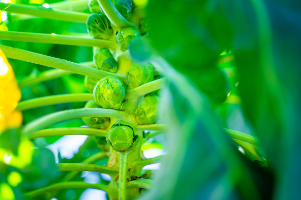 多汁丰富的绿色蔬菜长得很近。肥沃的球芽甘蓝茎上模糊的背景图片下载