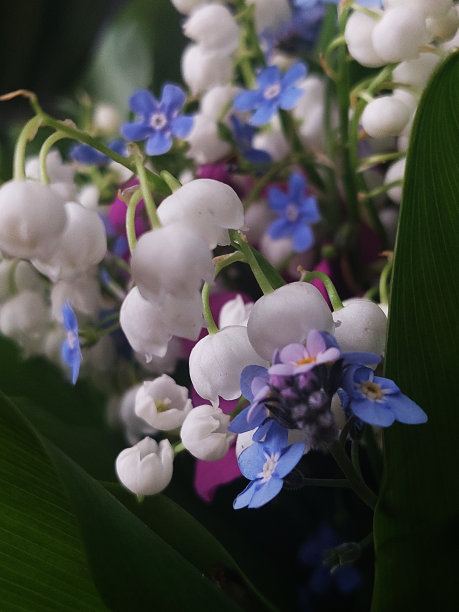 山谷百合和勿忘我的花香图片下载