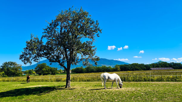 白马和树图片下载