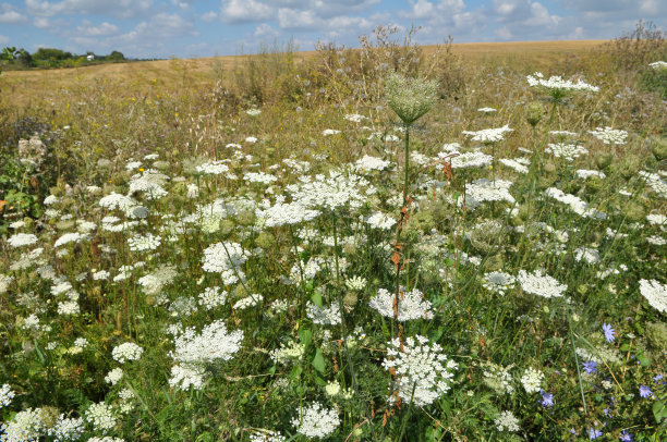 野生胡萝卜(Daucus carota)生长在自然界图片下载