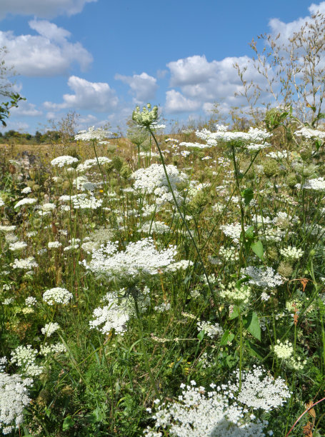 野生胡萝卜(Daucus carota)生长在自然界图片下载