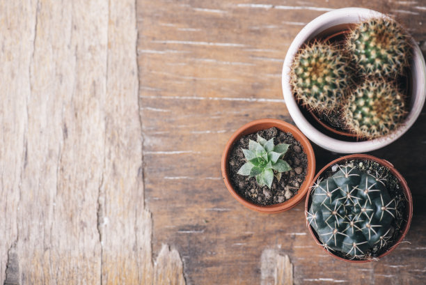 各种仙人掌和多肉植物和园艺工具的木制背景从上面。图片下载