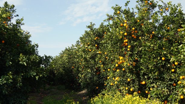 柑橘树（Citrus reticulata），树枝上结满橘子图片下载