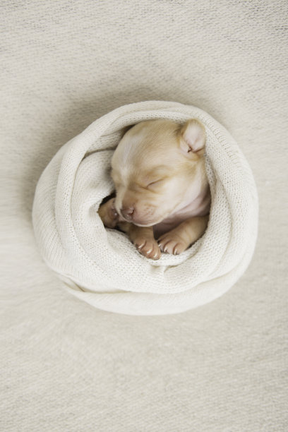 刚出生的吉娃娃小狗在米色的背景上打盹图片下载