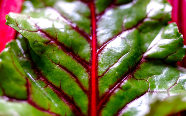 准备烹饪的新鲜生甜菜叶。自然背景。图片下载