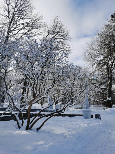 圣彼得堡埃拉金岛城市公园里被雪覆盖的树木。图片下载