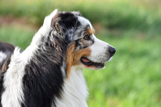 澳洲牧羊犬幼犬图片下载