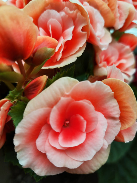 结节性秋海棠图片下载