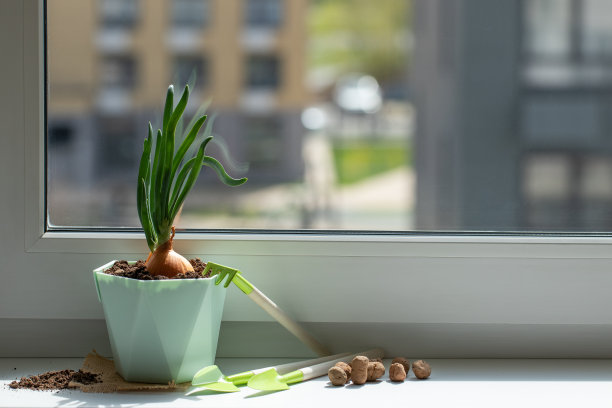 在家里的窗台上种大葱。健康食品。自制的维生素。春耕理念，居家园艺图片下载