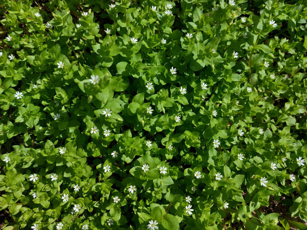花草木虱图片下载