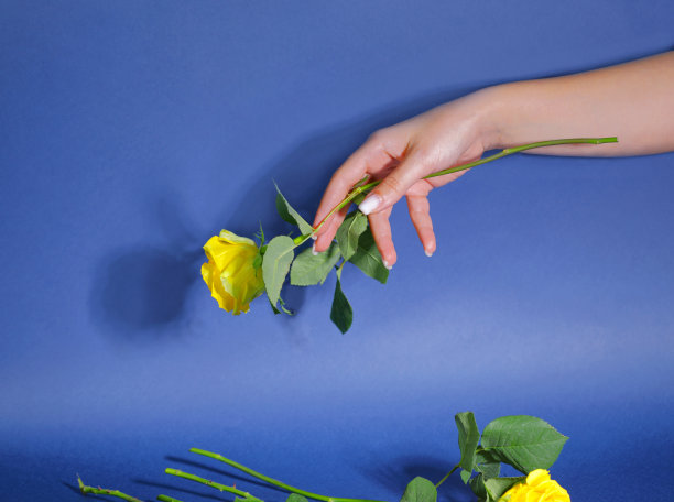 女性手中则是蓝色背景上的黄玫瑰图片下载