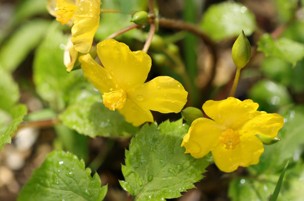 明亮的黄色山花，在阳光明媚的日子里绽放(特写微距照片，在阳光明媚的室外拍摄)图片下载