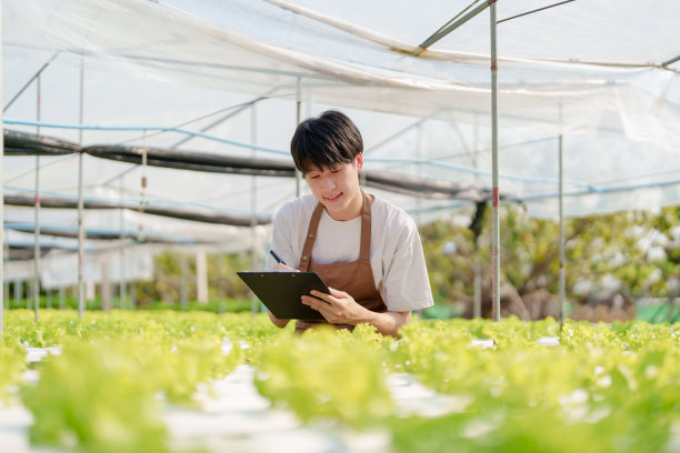 曼农民从水培农场收获蔬菜并审核质量。有机新鲜蔬菜，种植水培蔬菜的农民，小型经营理念。图片下载