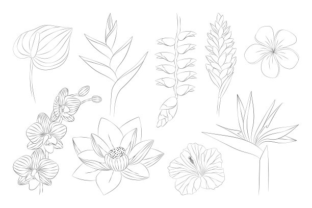 热带花卉。高寒草，红掌，鸡蛋花，荷花，荷莲，芙蓉，芙蓉，兰花，金盏花。图片下载