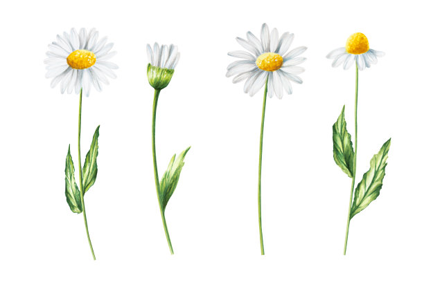 水彩白色雏菊花插图孤立在白色背景。洋甘菊。详细介绍美容产品及植物套装、美容及医药。为设计师，水疗装饰，明信片，包装纸，剪贴簿，封面，邀请，海报图片下载