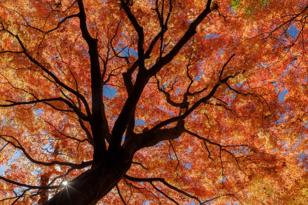 枫叶的秋叶图片下载