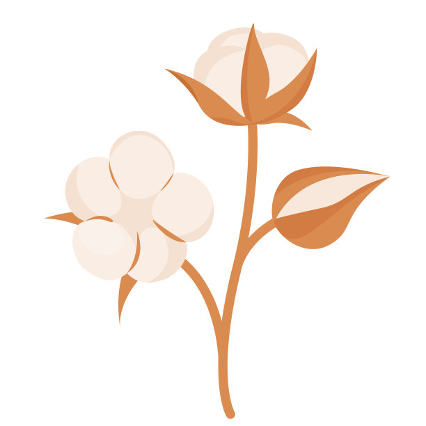 棉花花图片下载