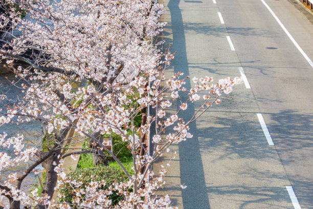 路边的樱花图片下载