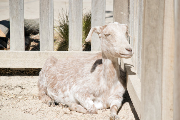 山羊在篱笆旁休息图片下载