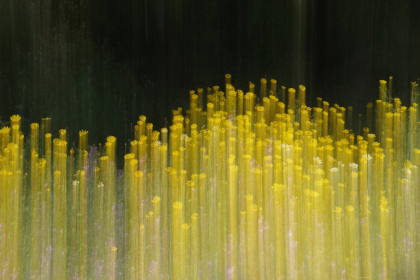 黄色运动模糊涂抹在春天的花朵上，就像抽象的绘画笔触故意的相机运动图片下载