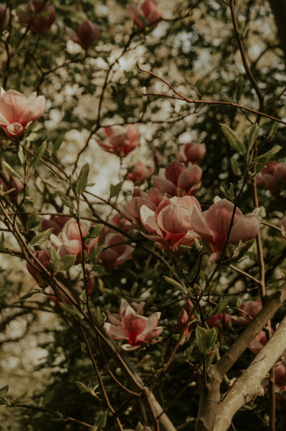 电影风格的拍摄美丽的温柔的粉红色玉兰花在阳光明媚的傍晚花园图片下载
